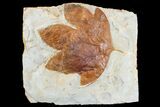 Fossil Sycamore Leaf (Platanus) - Montana #165031-1